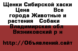 Щенки Сибирской хаски › Цена ­ 18 000 - Все города Животные и растения » Собаки   . Владимирская обл.,Вязниковский р-н